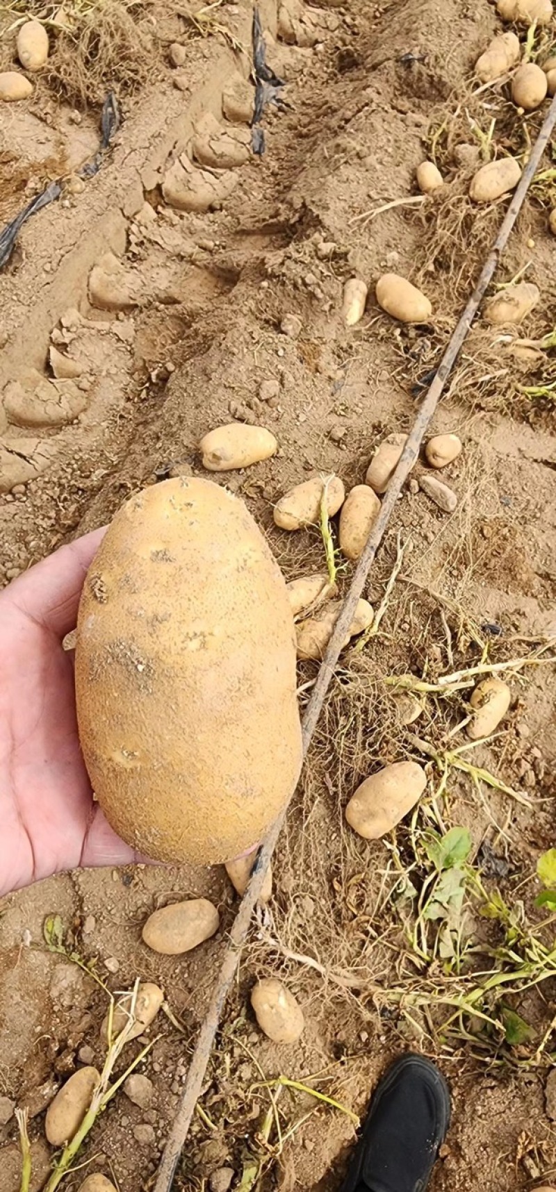 麦肯土豆含淀粉高大型基地一手货源，对接厂商，欢迎来电