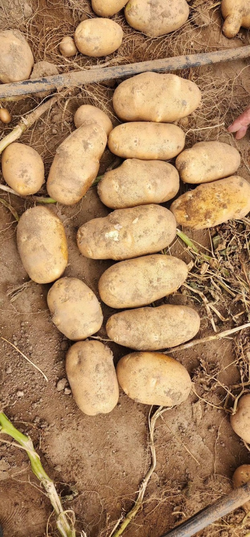 麦肯土豆含淀粉高大型基地一手货源，对接厂商，欢迎来电