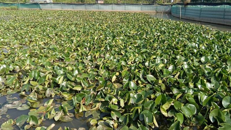 水生植物萍逢草，萍逢草苗，别名黄金莲，萍逢莲，
