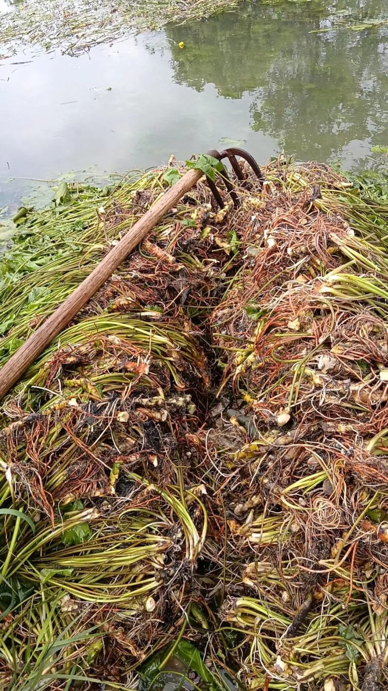 水生植物萍逢草，萍逢草苗，别名黄金莲，萍逢莲，