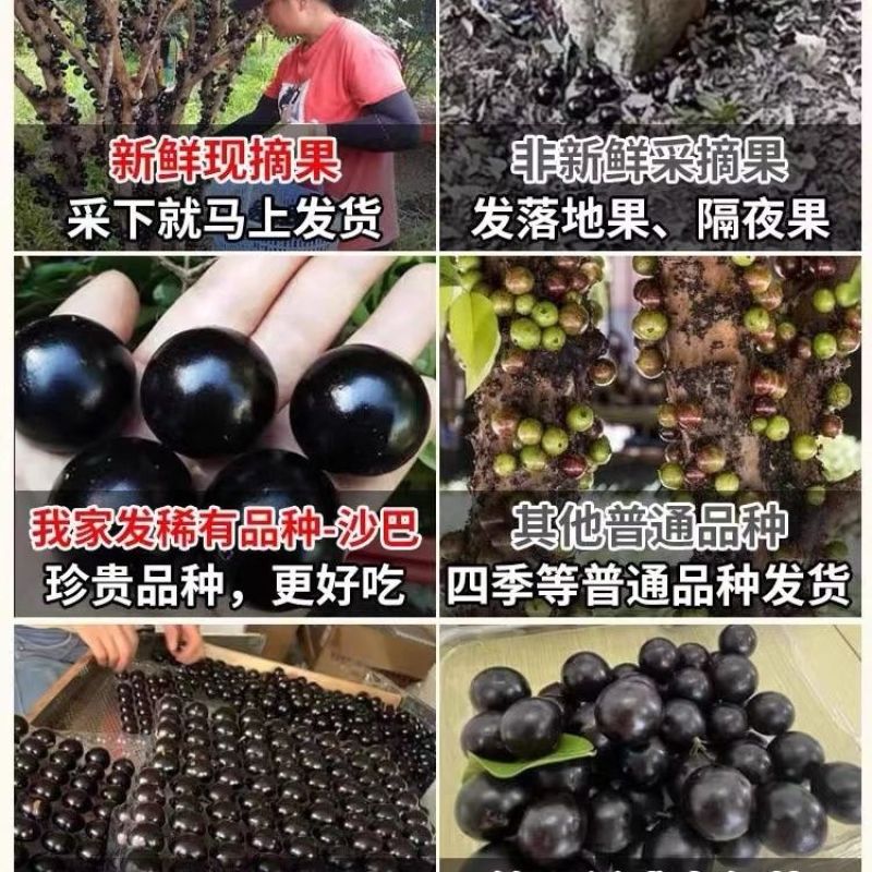 嘉宝果