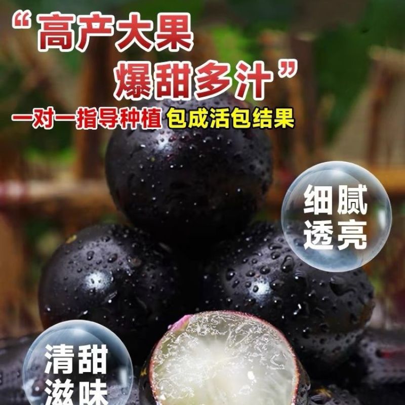 嘉宝果