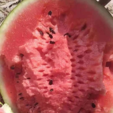 美都，有籽无籽美都西瓜直供产地，小薄皮大红瓤，诚信经营