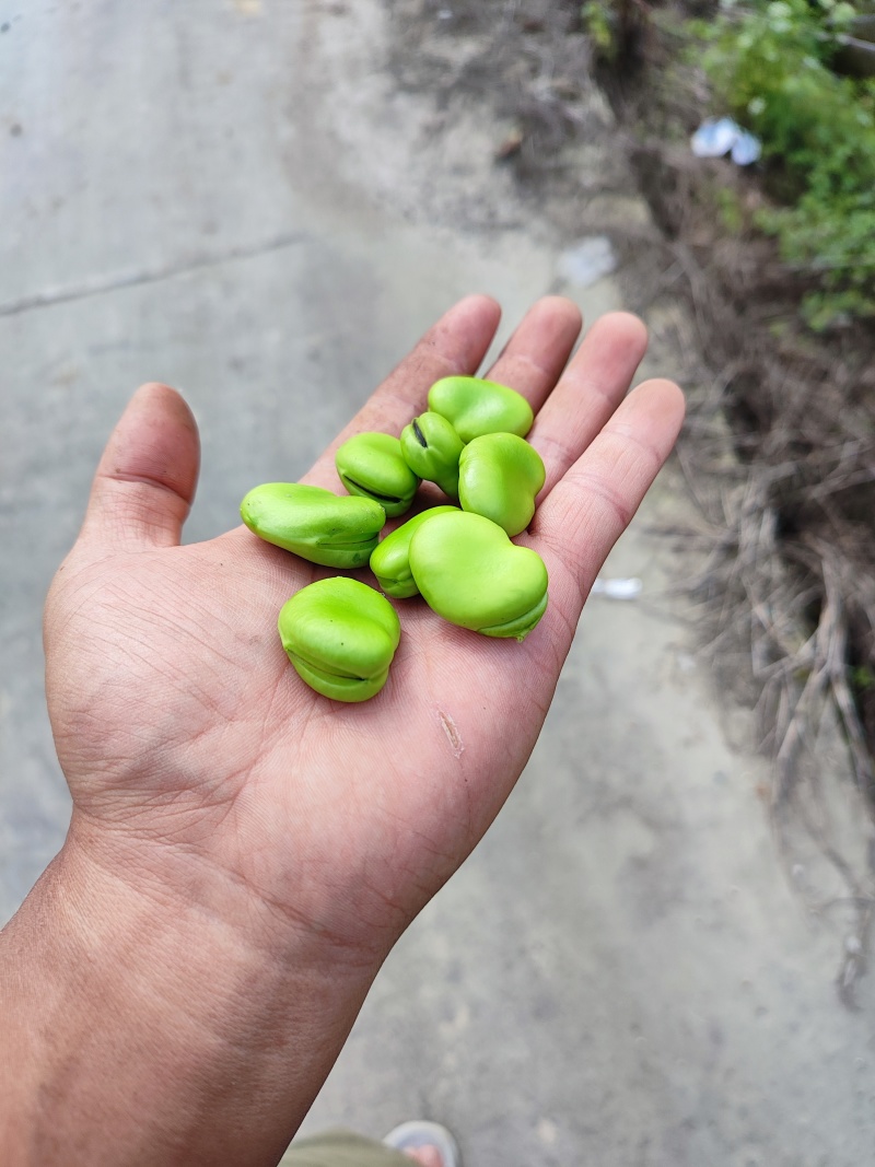 南通慈溪蚕豆