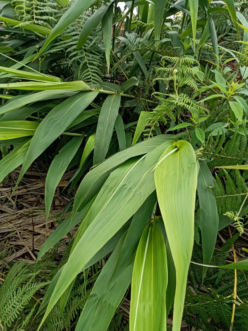 新鲜粽叶野生