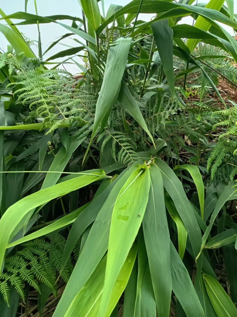 新鲜粽叶野生