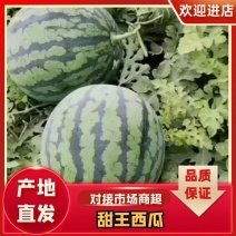 甜王西瓜8斤打底8成熟1茬