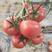河北邢台硬粉西红柿大量供应，产地直发，保质保量，新鲜采摘