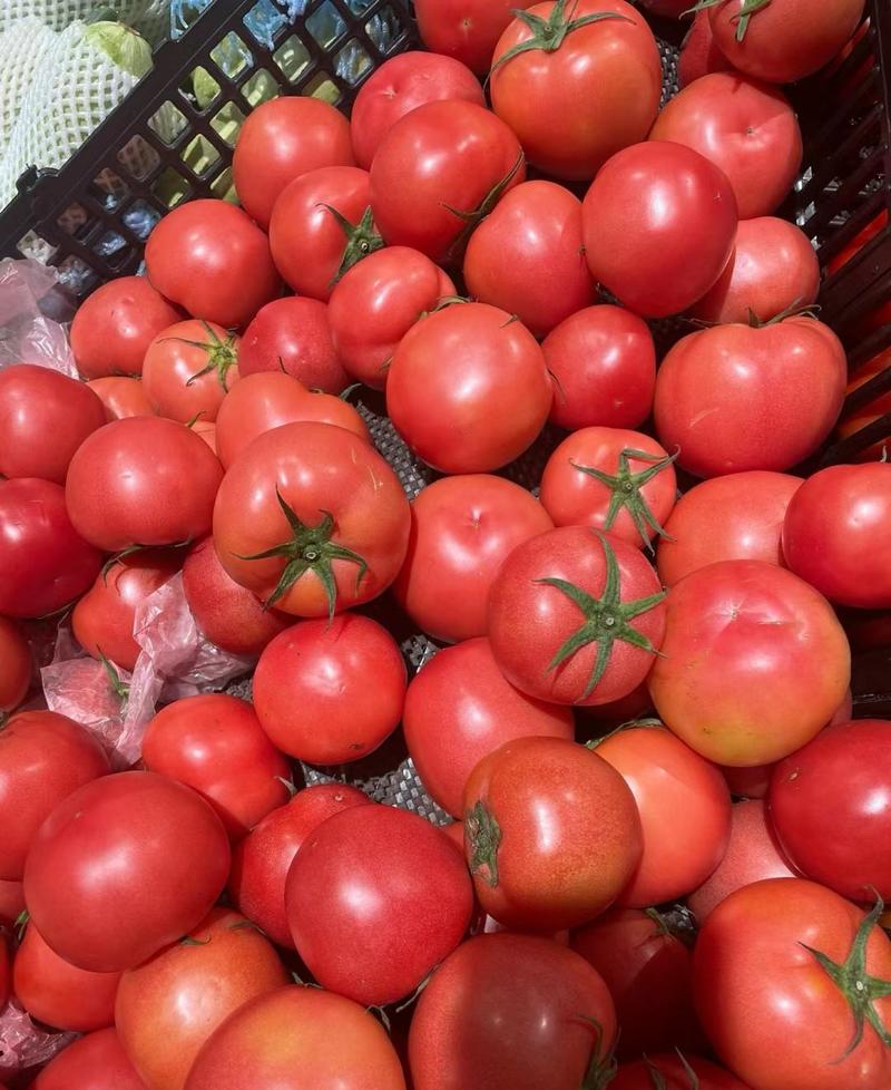 河北邢台硬粉西红柿大量供应，产地直发，保质保量，新鲜采摘