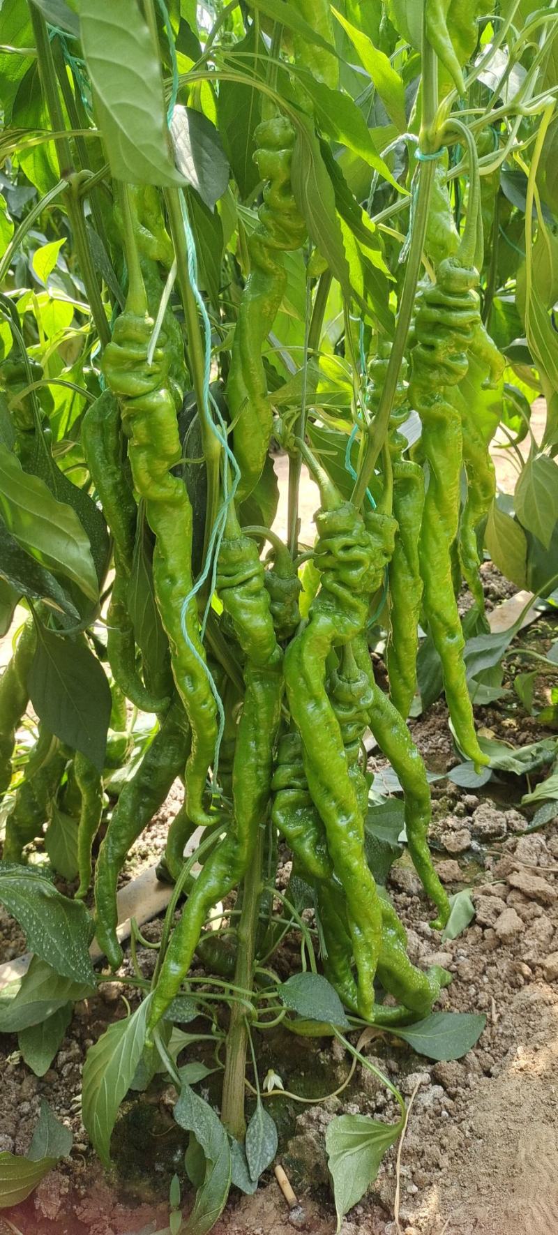 隆椒苗