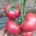 精品硬粉西红柿河北西红柿大量供应，产地直发，新鲜采摘量大
