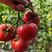 精品硬粉西红柿河北西红柿大量供应，产地直发，新鲜采摘量大