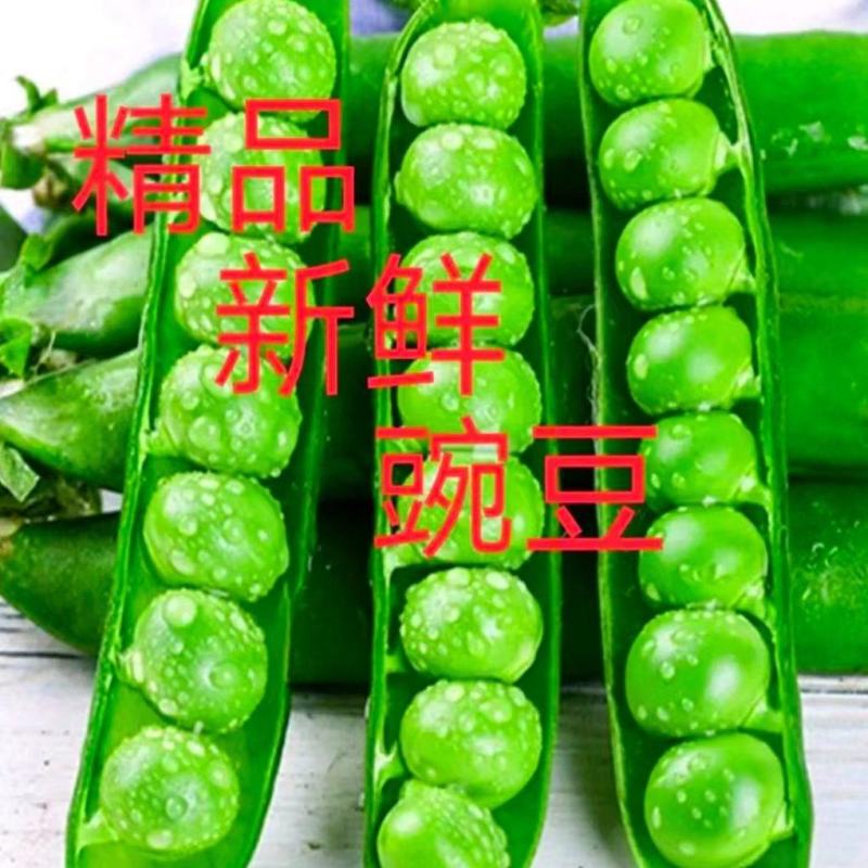 汉中豌豆青豌豆》产地直销全国发货、颗粒饱满视频看货，现货