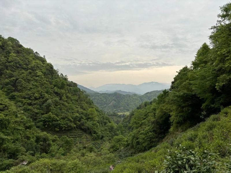 太平猴魁手工炭火不卷不翘两头尖核心产区新明乡半斤礼盒