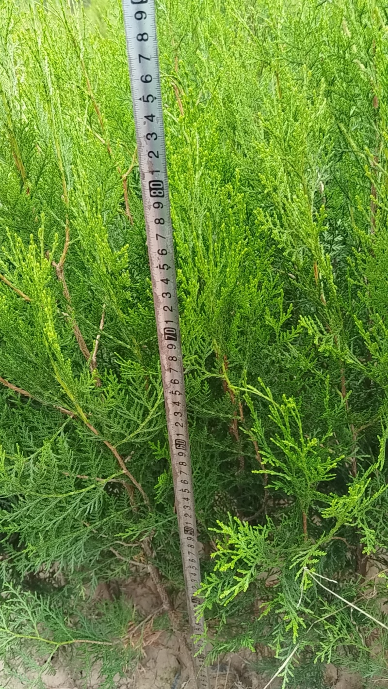 容器杯侧柏.荒山造林侧柏.绿化侧柏量大从优