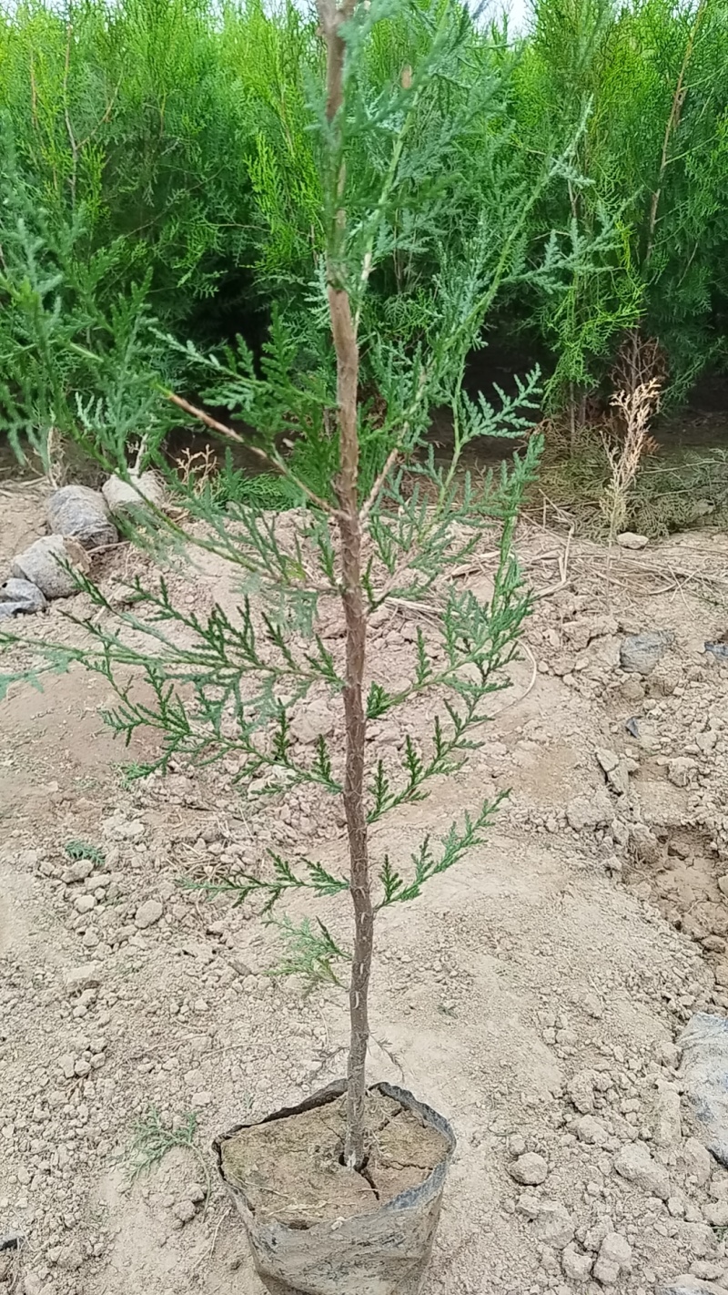 容器杯侧柏.荒山造林侧柏.绿化侧柏量大从优