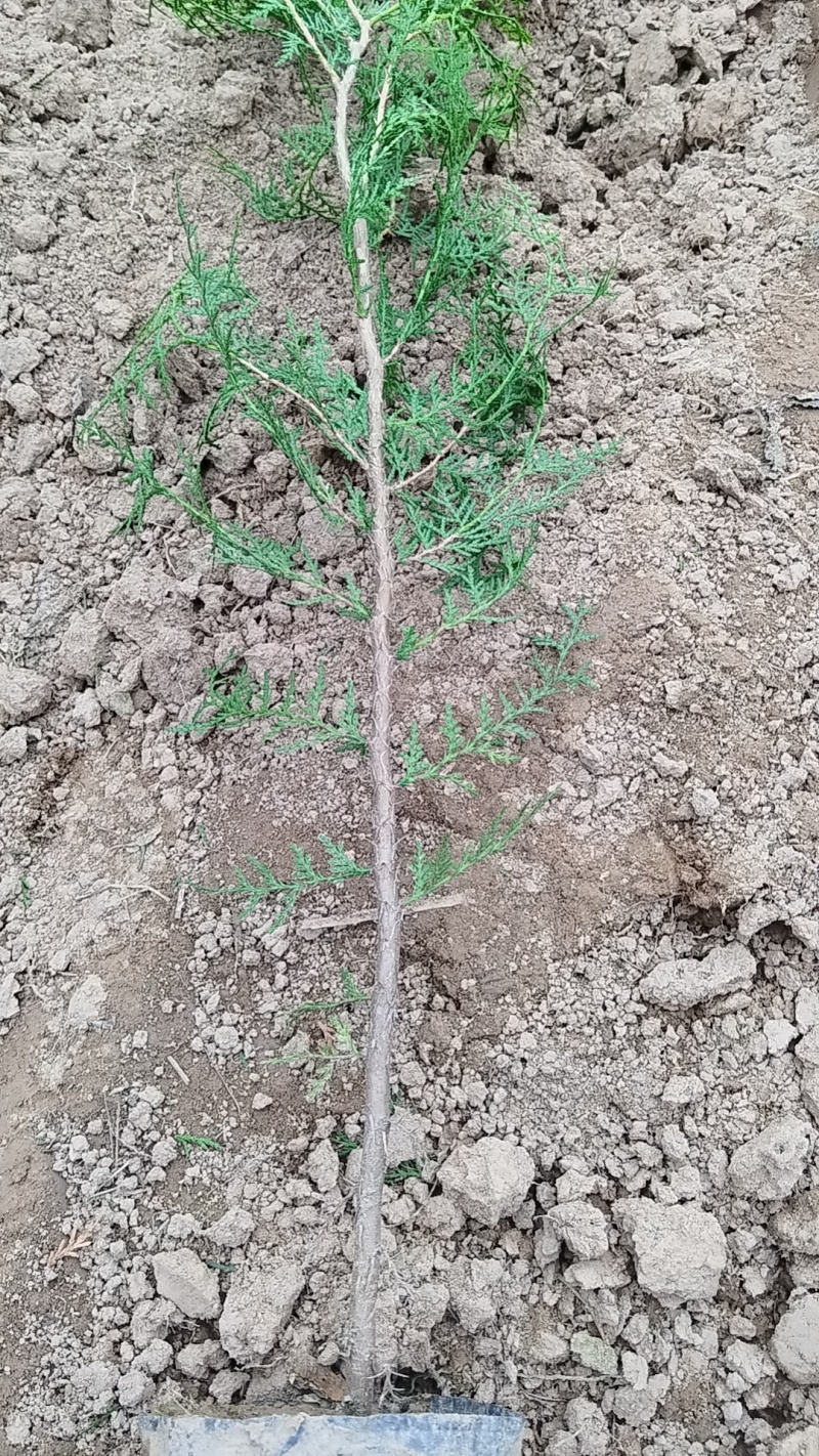 容器杯侧柏.荒山造林侧柏.绿化侧柏量大从优