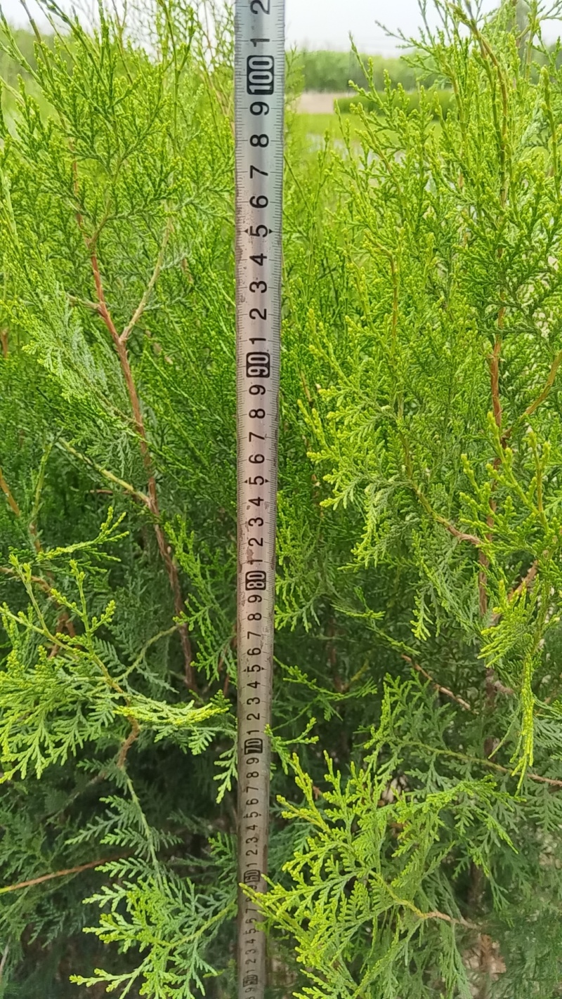 容器杯侧柏.荒山造林侧柏.绿化侧柏量大从优