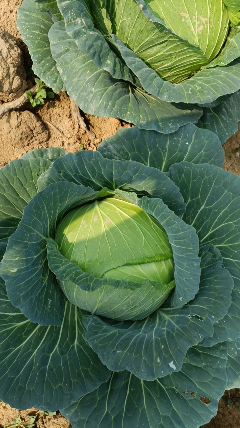精品包心菜多途大量上市需要的老板需要联系