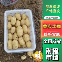 《推荐》湖北天门土豆，黄心土豆，个头大，薯形好，视频看货