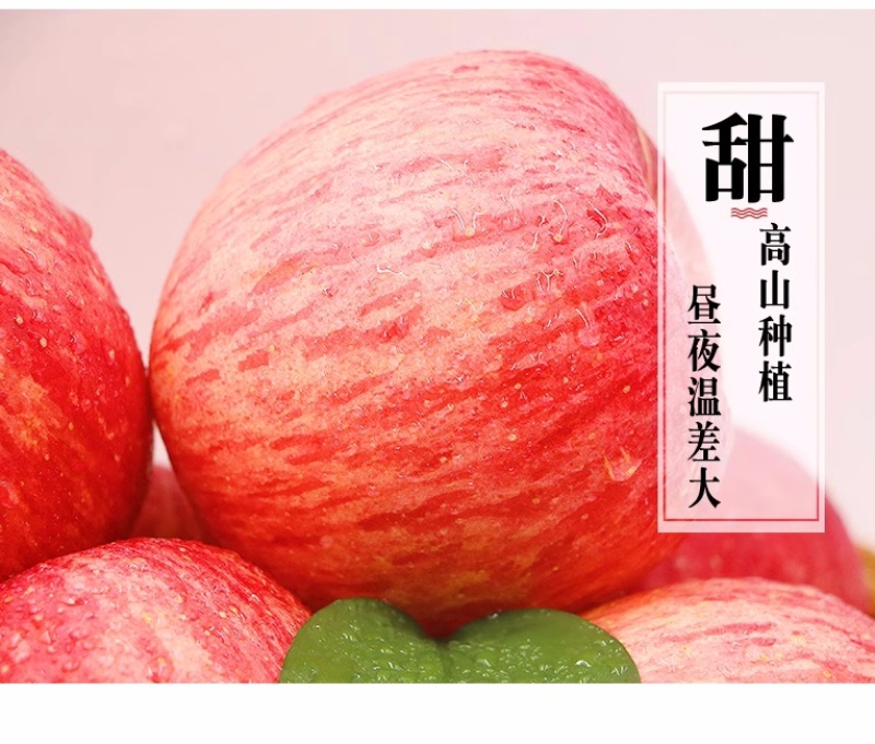 陕西白水苹果精品红富士苹果货量大，价格优，经济实惠