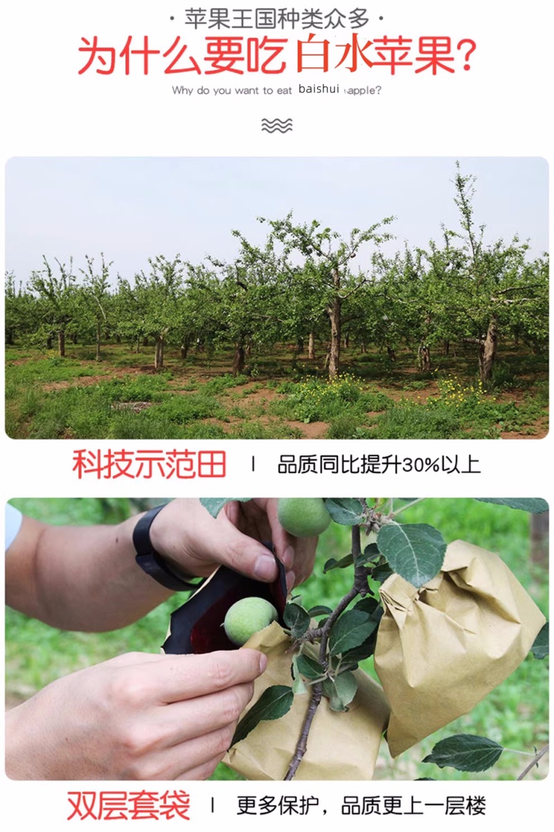 陕西白水苹果精品红富士苹果货量大，价格优，经济实惠
