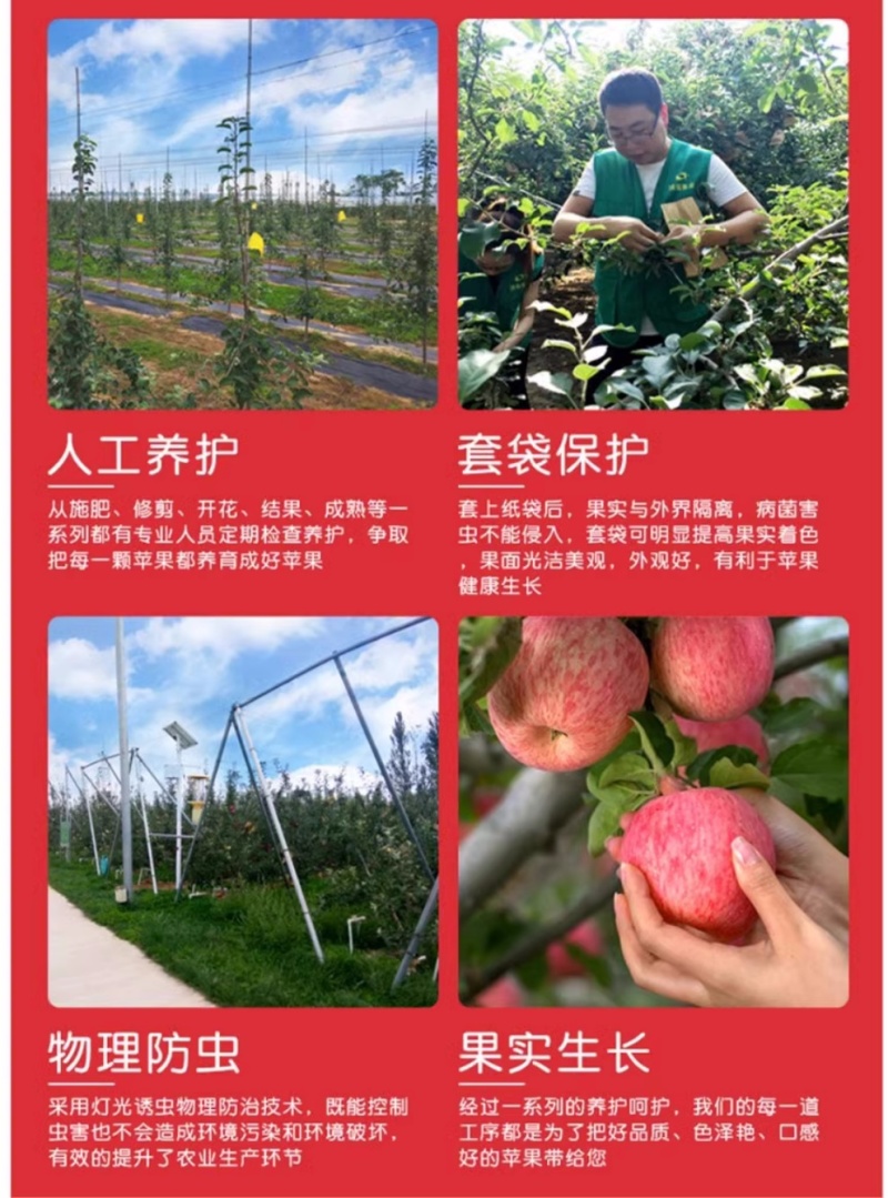 陕西白水苹果精品红富士苹果货量大，价格优，经济实惠