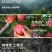 陕西白水苹果精品红富士苹果货量大,价格优,经济实惠