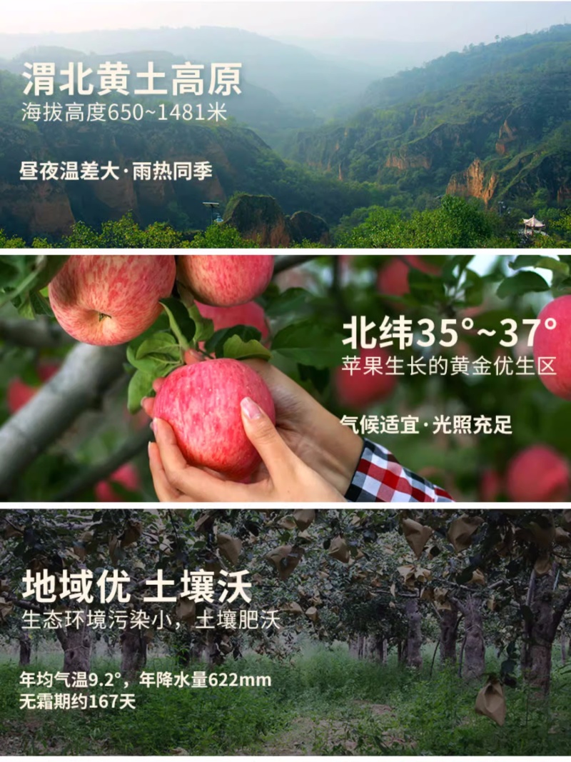 陕西白水苹果精品红富士苹果货量大，价格优，经济实惠