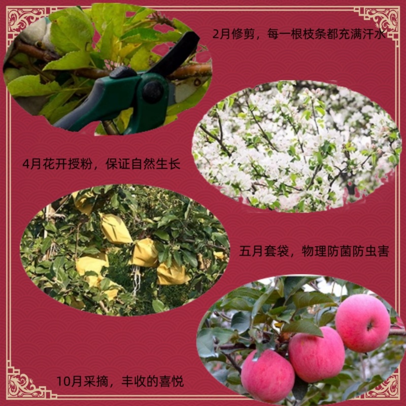 陕西白水苹果精品红富士苹果货量大，价格优，经济实惠