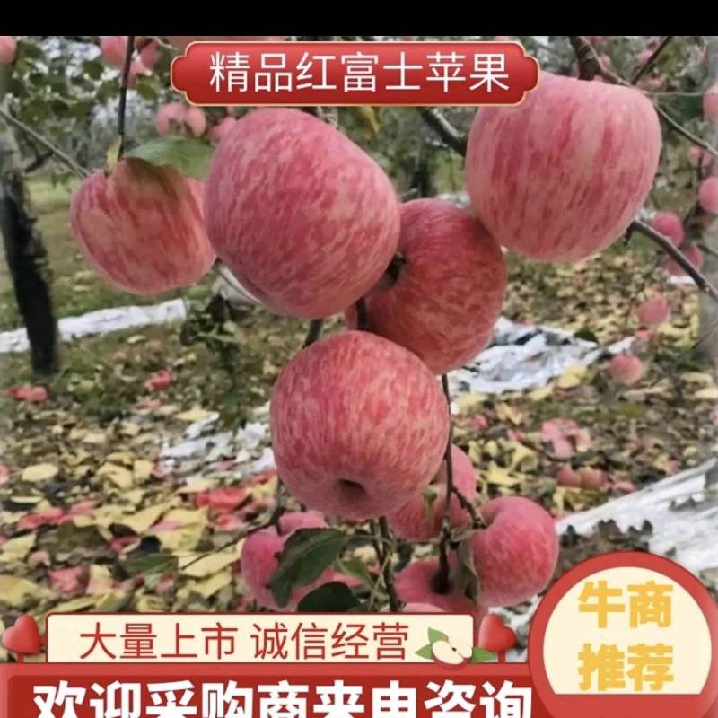 陕西白水苹果精品红富士苹果货量大，价格优，经济实惠