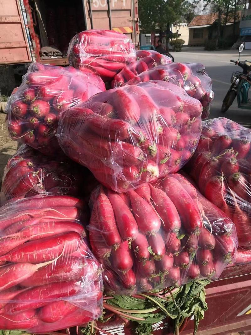 山东沂蒙山红皮萝卜大量上市全国代发提供一条龙服务