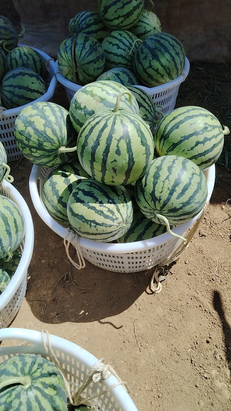 江苏盐城大棚西瓜基地