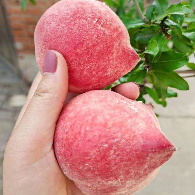 《火爆》湖北襄阳桃子，毛桃，突围桃视频看货，一手货源