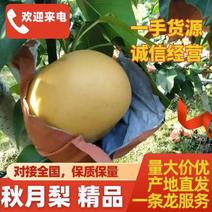 河南秋月梨品质保证脆甜多汁供应全国档口商超社团