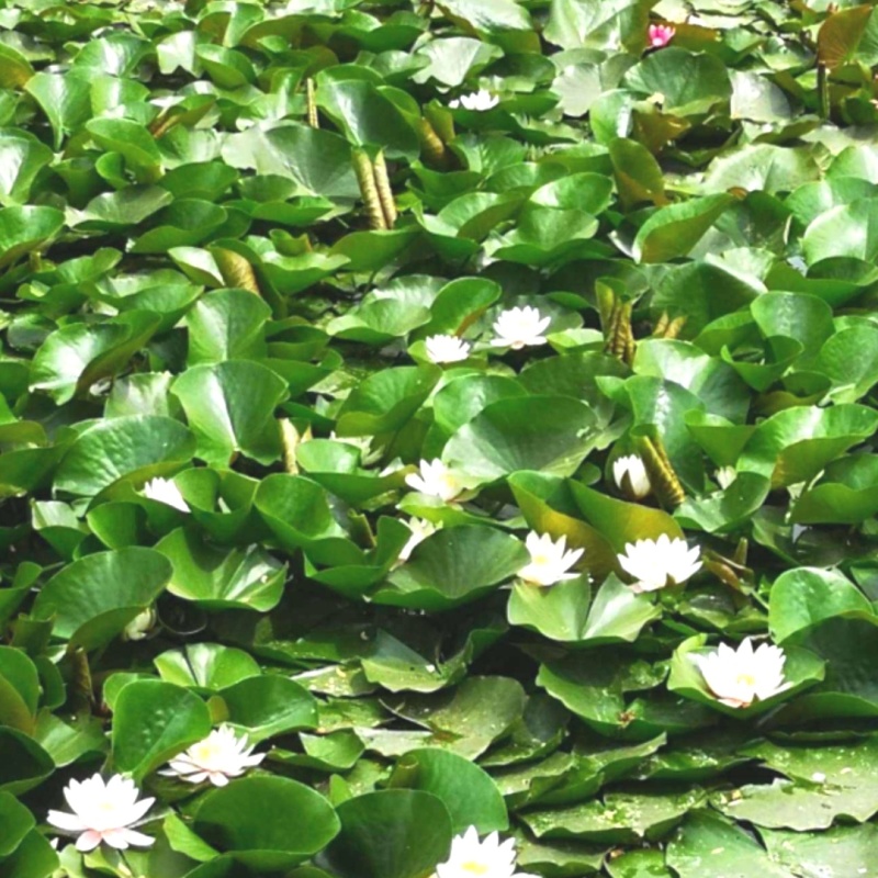 香水金莲叶尖茶睡莲叶茶荷叶茶花草茶