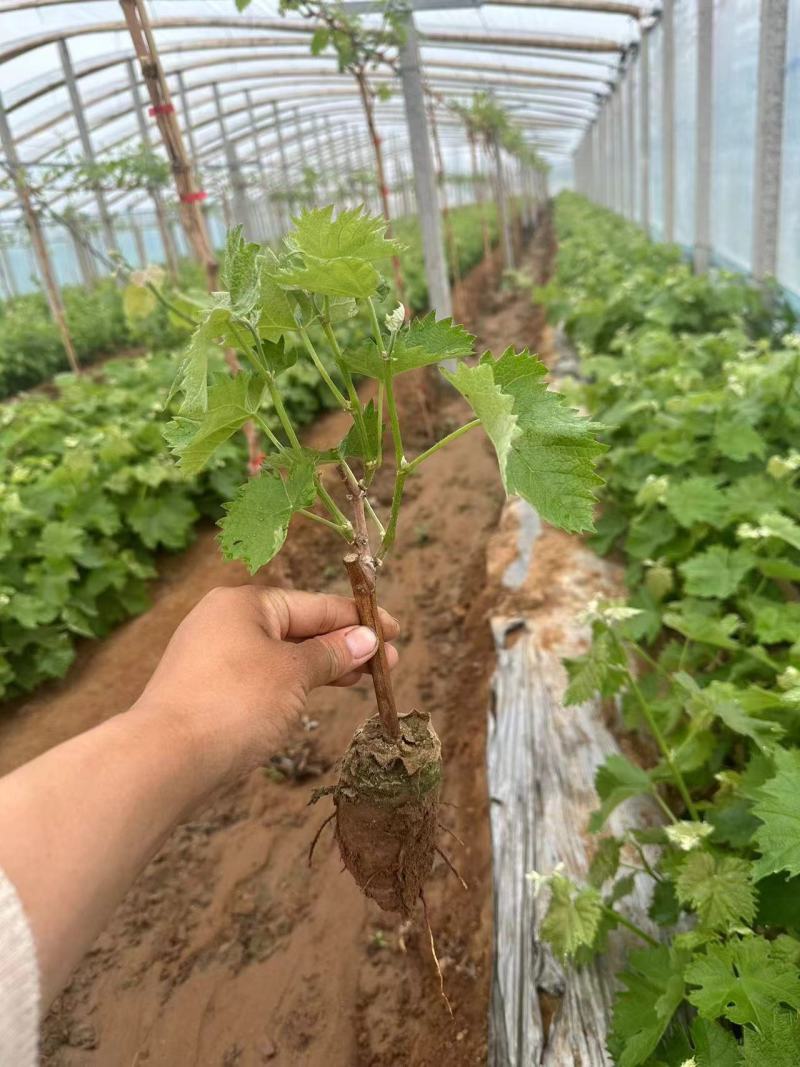 嫁接阳光玫瑰葡萄苗葡萄杯苗好成活，好出手