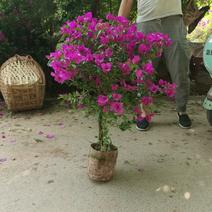 三角梅紫花