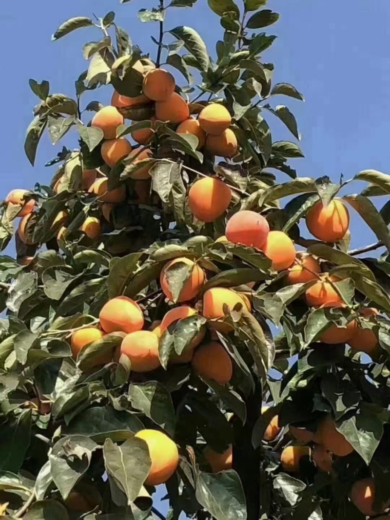 陕西富平柿饼