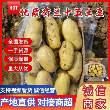 山东肥城市桃源镇荷兰土豆货源地大量供应可实地看货装货