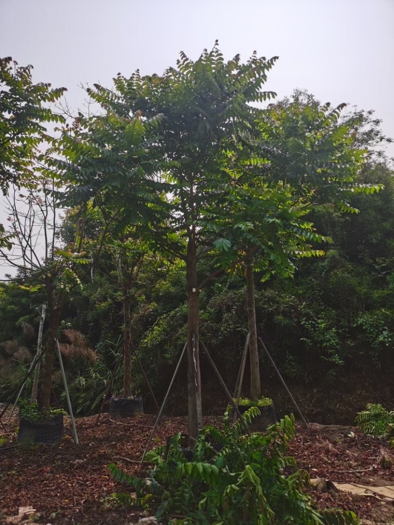 麻楝基地直销规格齐全欢迎老板来电咨询合作