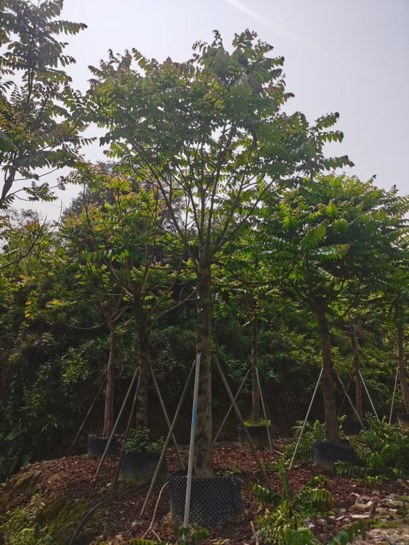 麻楝基地直销规格齐全欢迎老板来电咨询合作