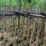 羊蹄甲基地直销规格齐全欢迎老板来电咨询合作