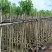 羊蹄甲基地直销规格齐全欢迎老板来电咨询合作