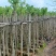 羊蹄甲基地直销规格齐全欢迎老板来电咨询合作
