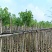 羊蹄甲基地直销规格齐全欢迎老板来电咨询合作