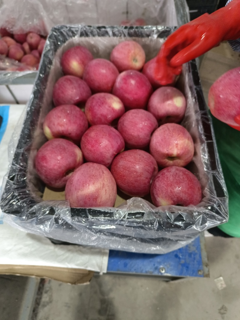 优质套袋秦冠