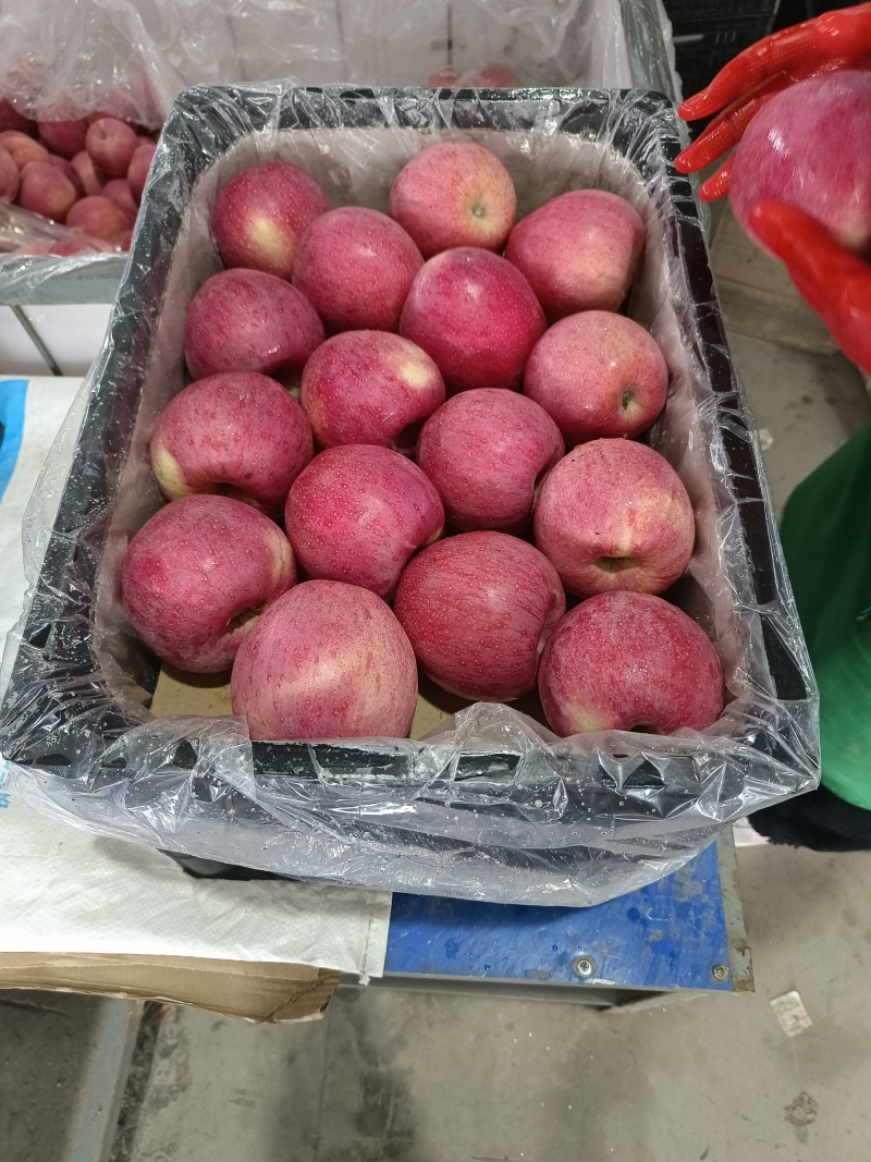 优质套袋秦冠