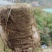 精品木荷基地供应货源充足量大从优欢迎咨询