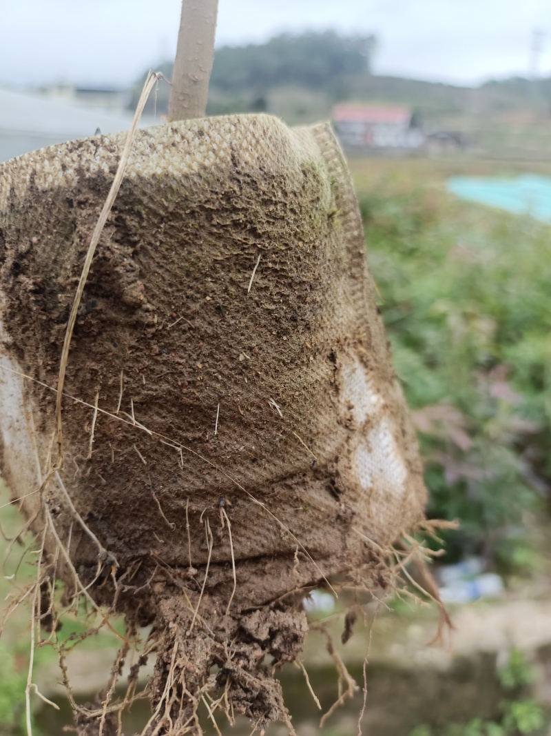 精品木荷基地供应货源充足量大从优欢迎咨询
